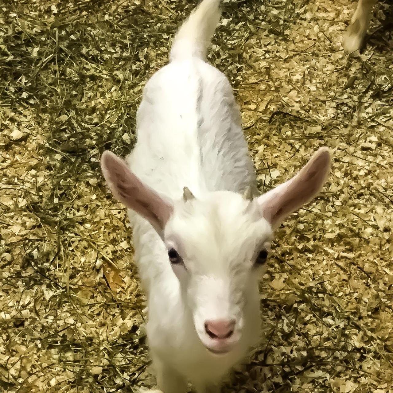 Chèvres à Cheval Alojamento de Acomodação e Pequeno-almoço